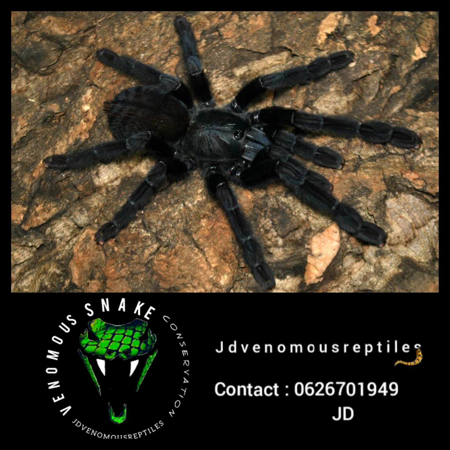 Phormingochilus Sp. Aboricola