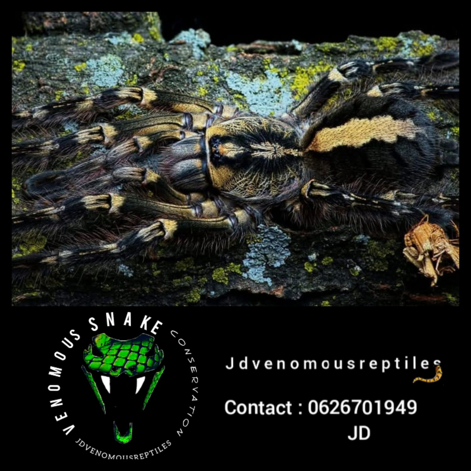 Poecilotheria Ornata