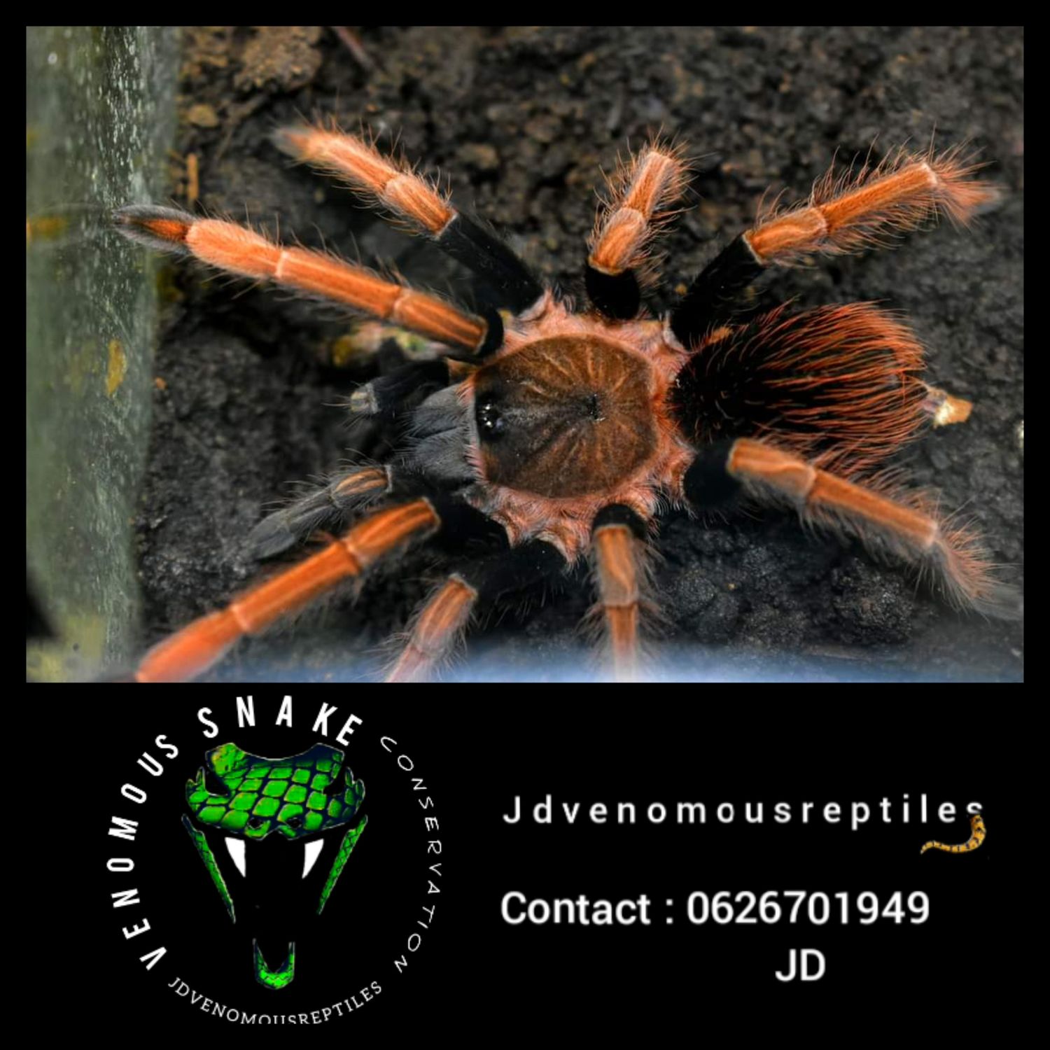 Sericopelma Sp. Santa Catalina