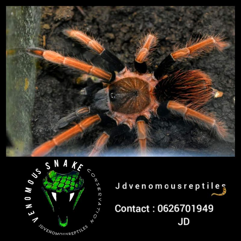 Sericopelma Sp. Santa Catalina