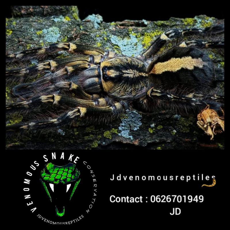 Poecilotheria Ornata