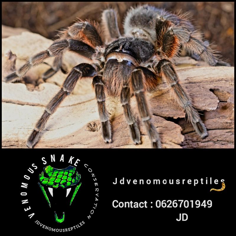 Grammostola Alticeps