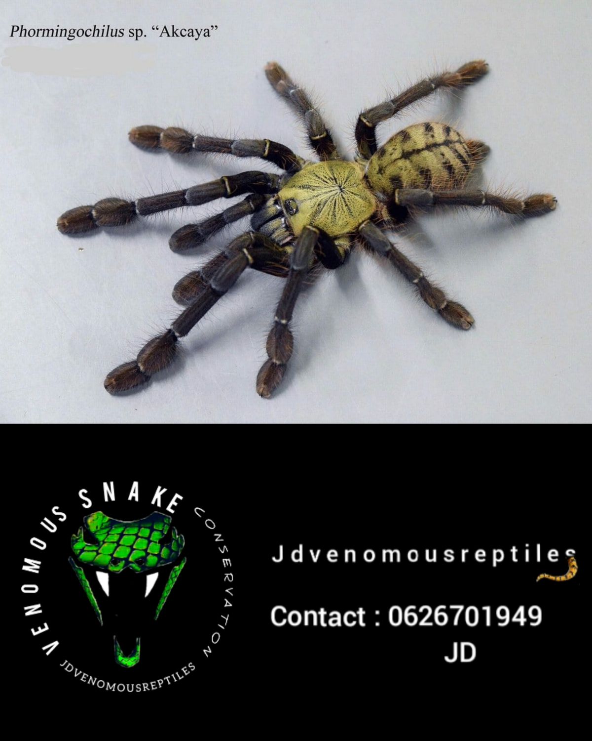 Phormingochilus Sp. Ackaya