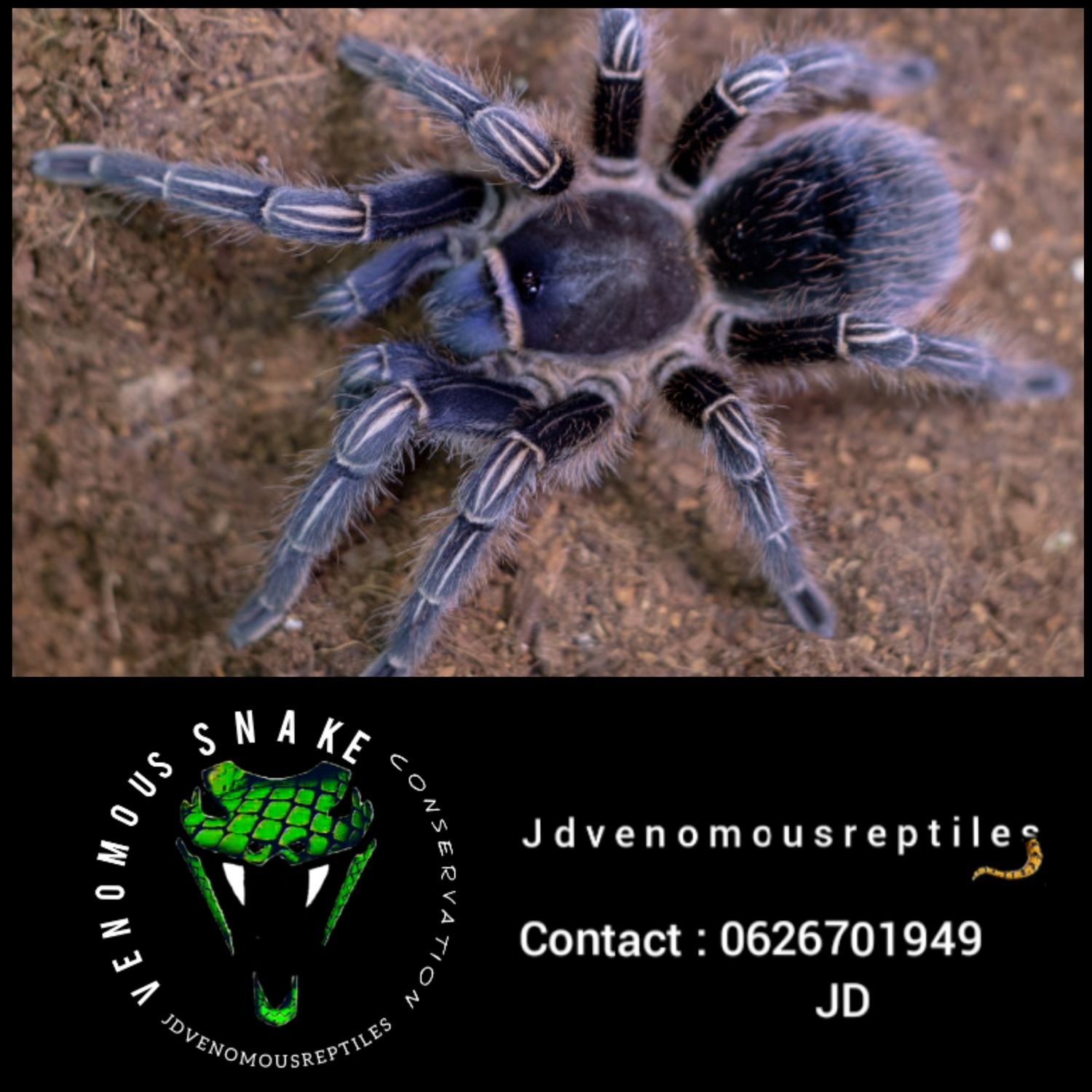 Aphonopelma Seemani