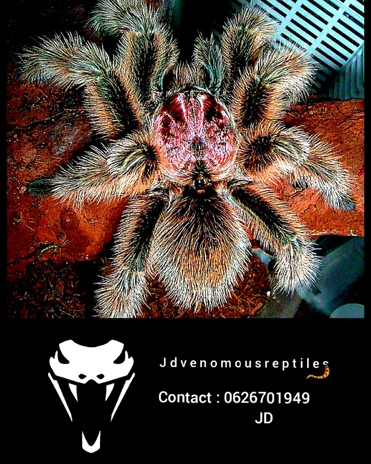 Grammostola Rosea