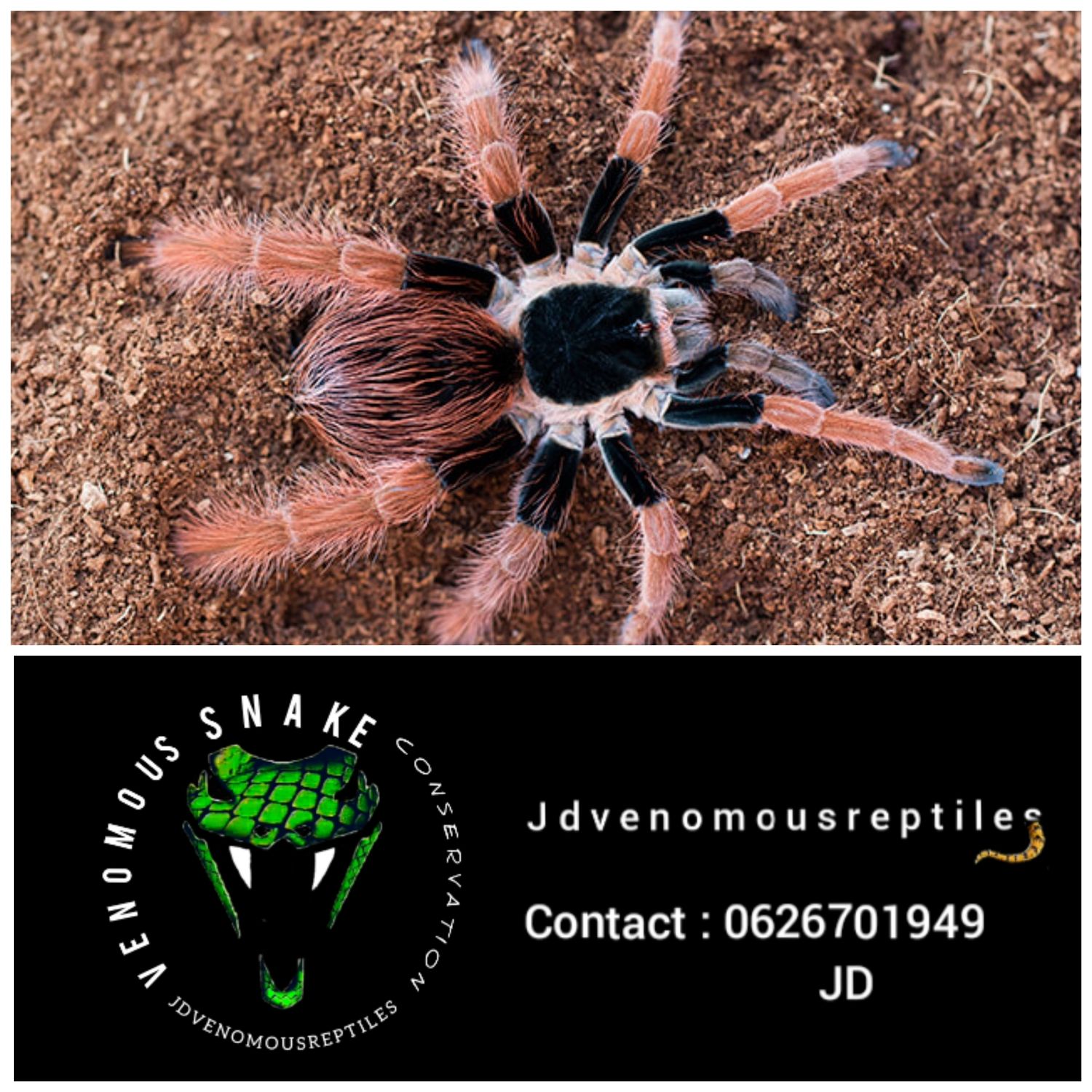 Megaphobema Robustum Pair