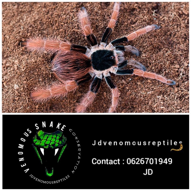 Megaphobema Robustum Pair