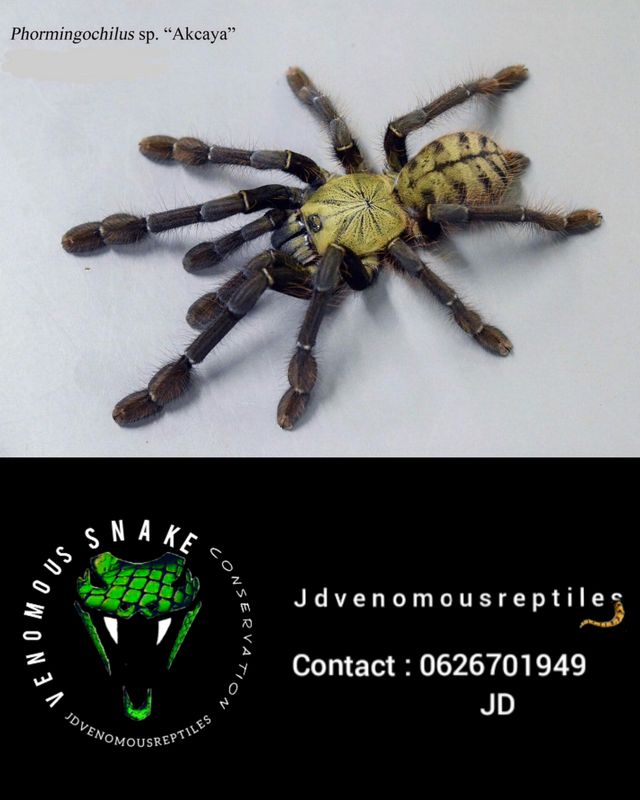 Phormingochilus Sp. Ackaya Pair