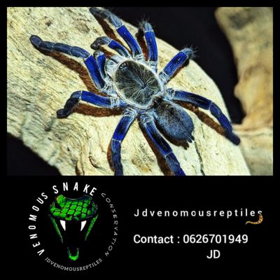 Cyriopagopus Lividus