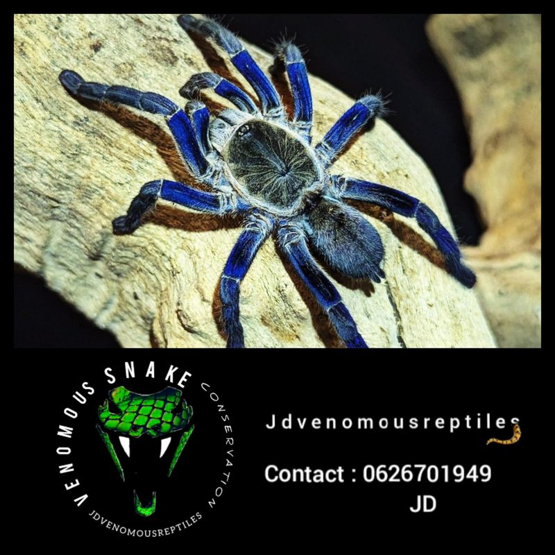 Cyriopagopus Lividus