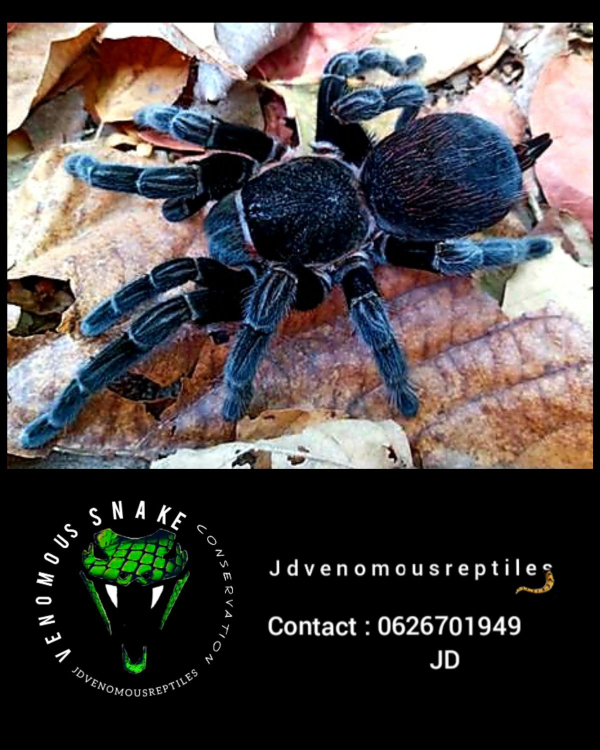 Tliltocatl Schroederi 