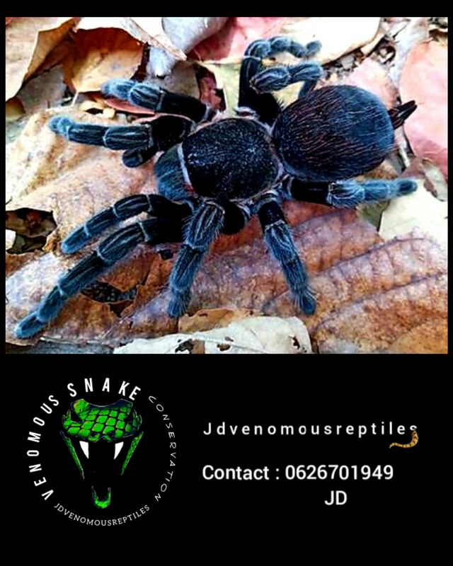 Tliltocatl Schroederi 