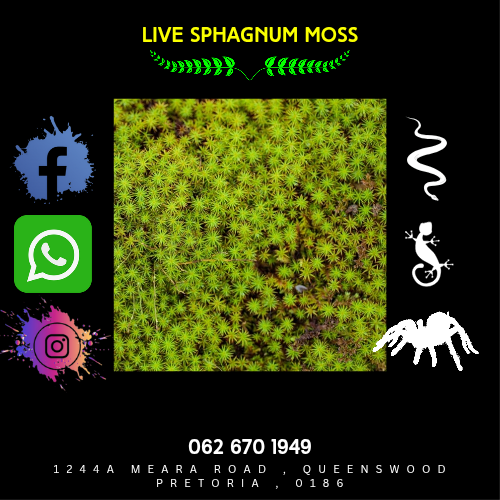 Live Sphagnum Moss