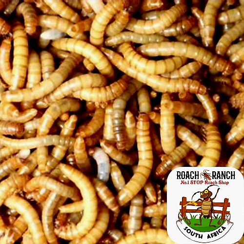 Mealworms