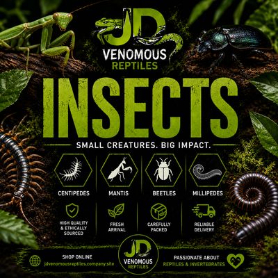 INSECTS