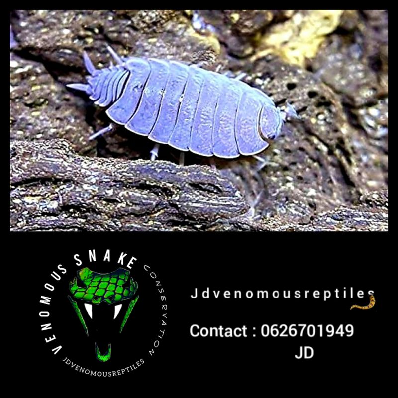 Porcellionides Pruinosus "Powder Blue"