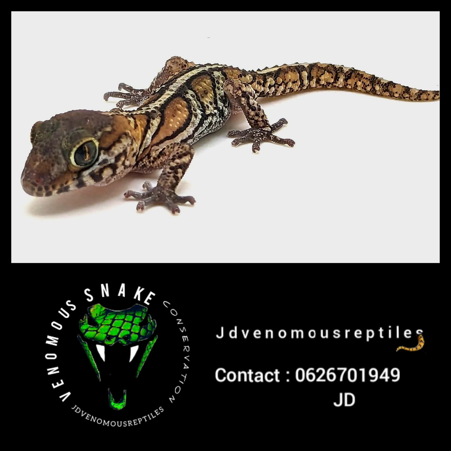 Striped Madagascar Ground Gecko