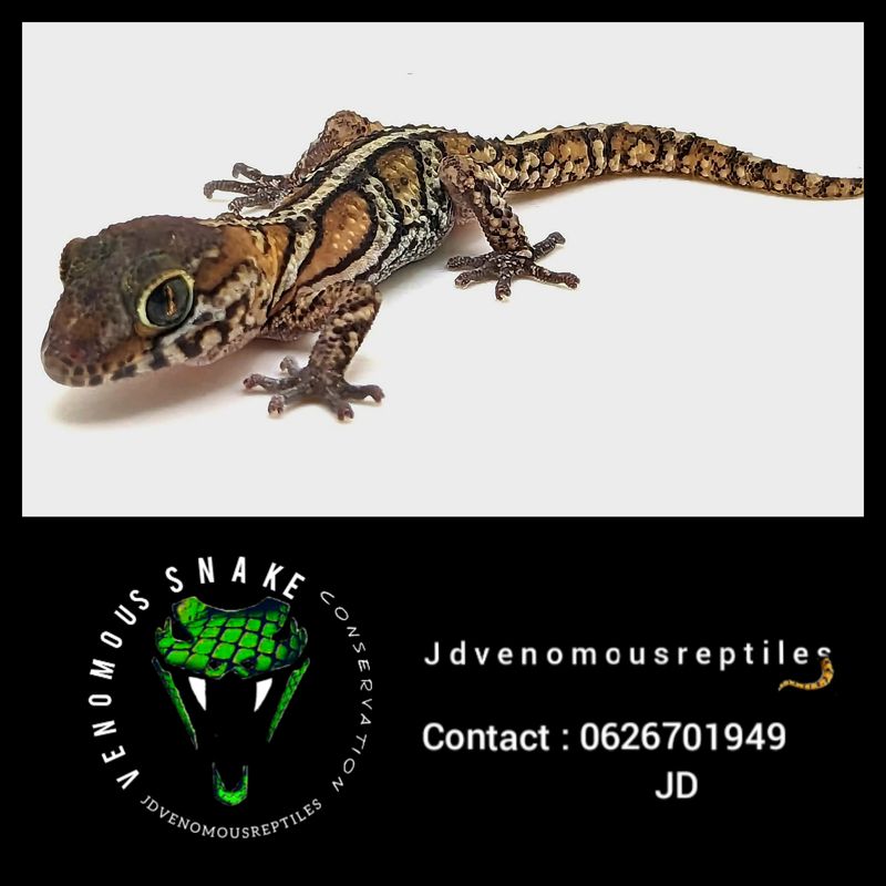 Striped Madagascar Ground Gecko