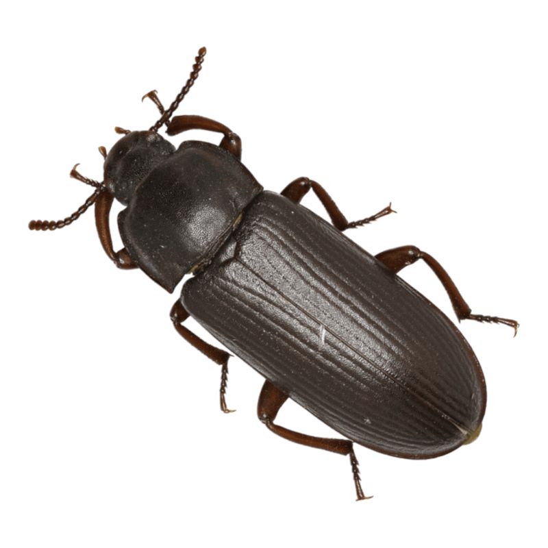 Tenebrio Molitor
