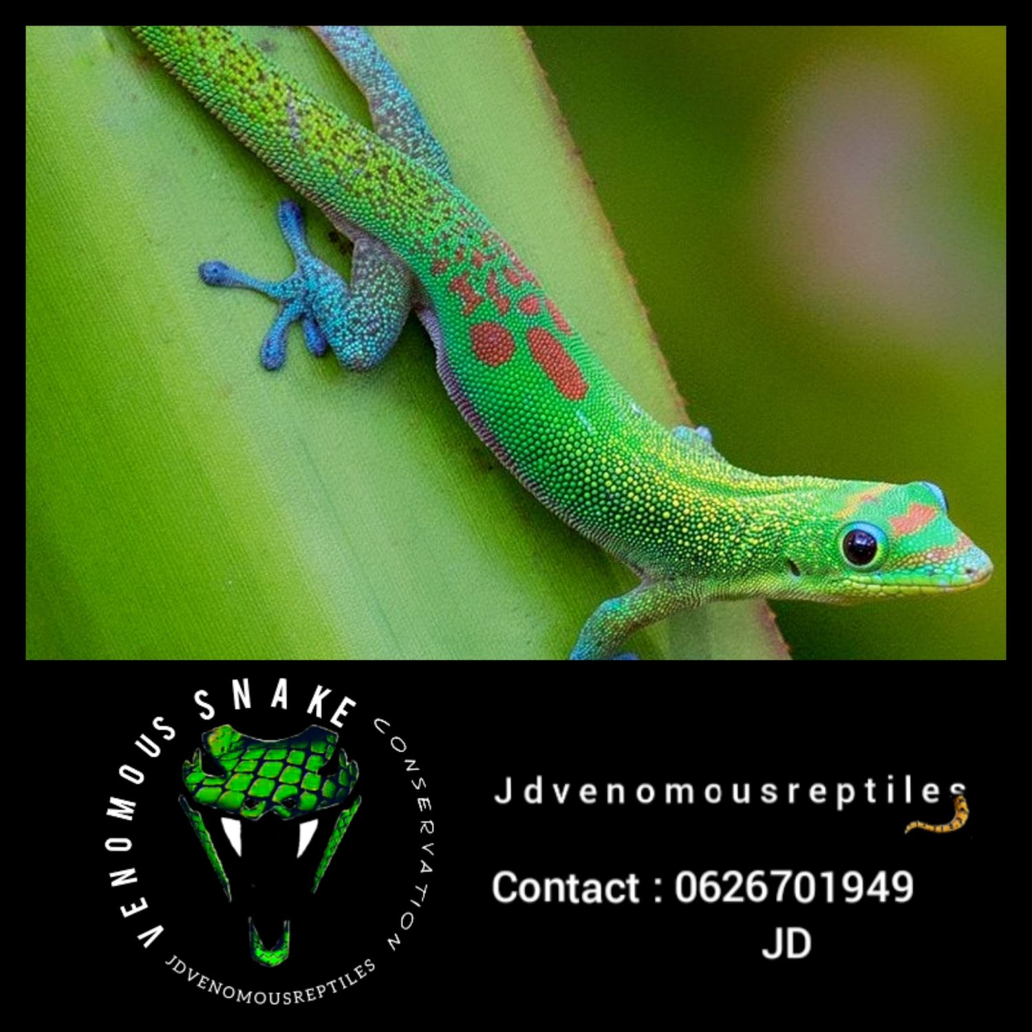 Gold Dust Day Gecko