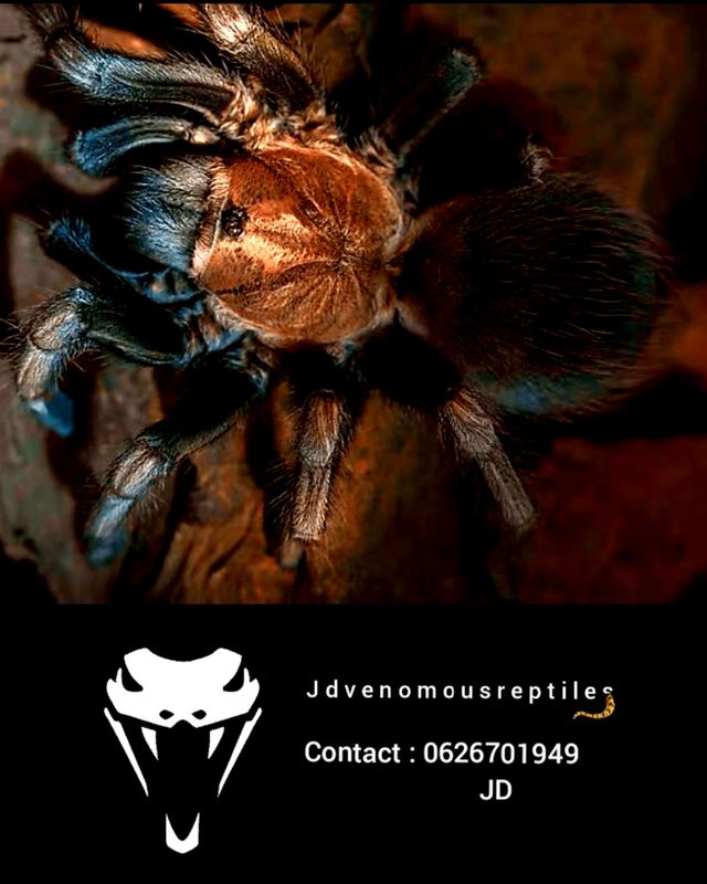 Lasiodorides Polycuspulatus