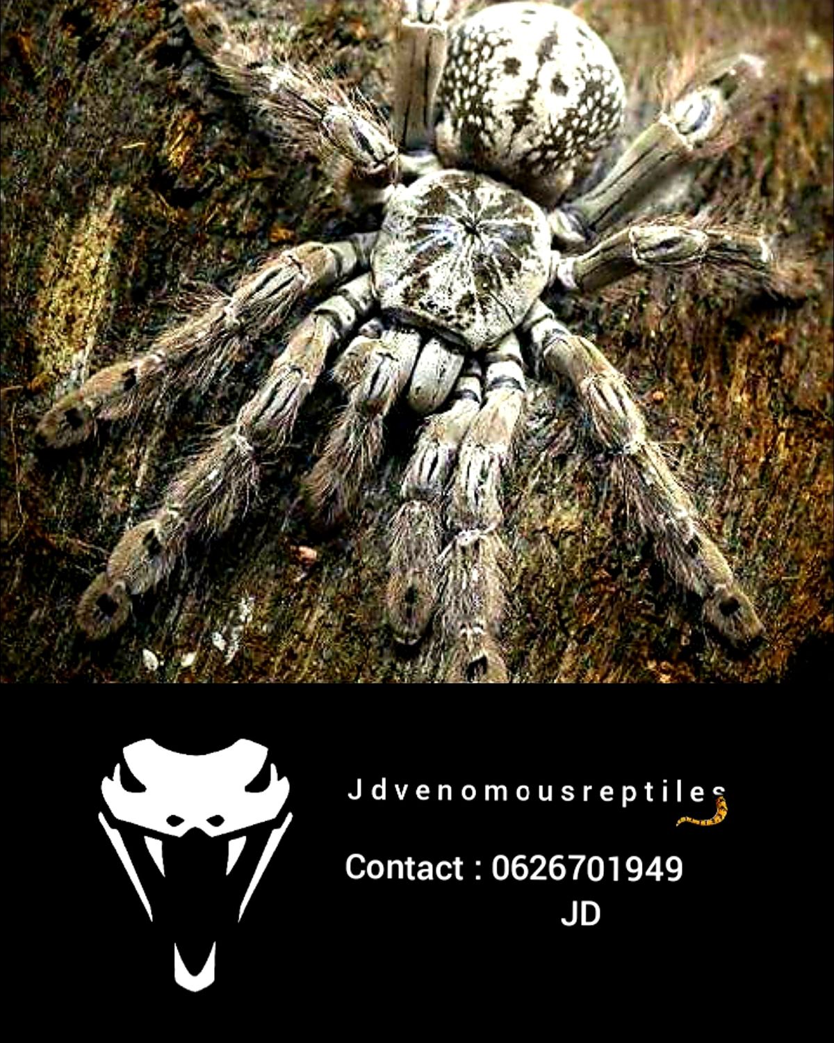 Heteresecodra Maculata