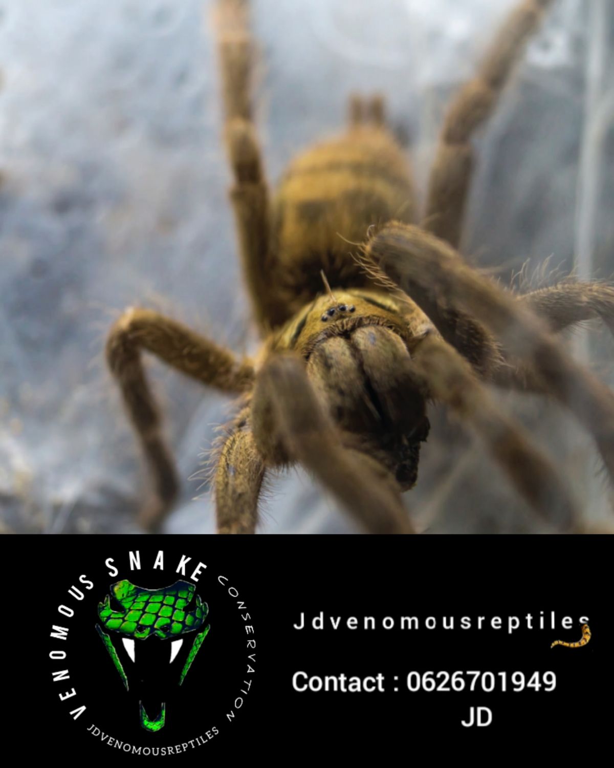 Neoholothele Incei "Olive"