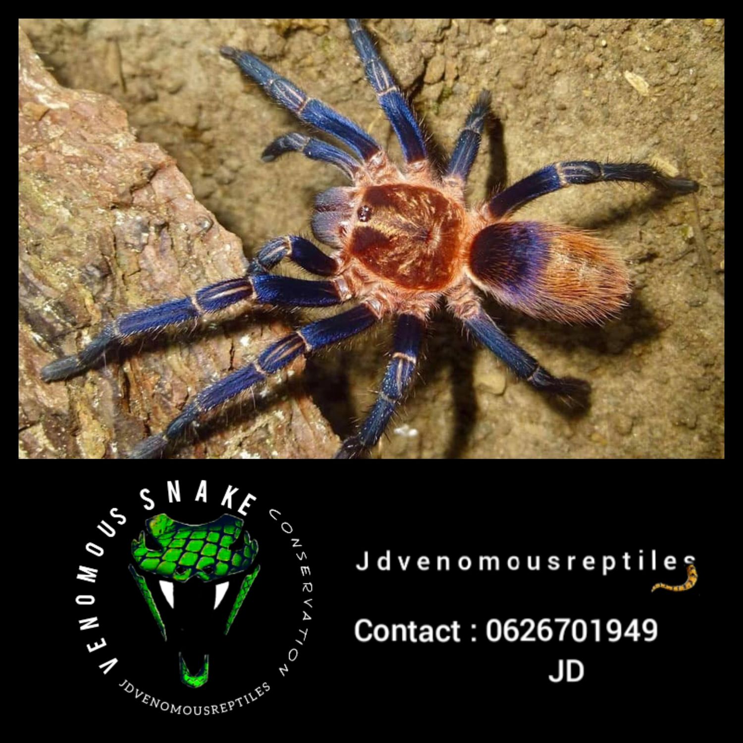 Thrixopelma Kimraykawsaki