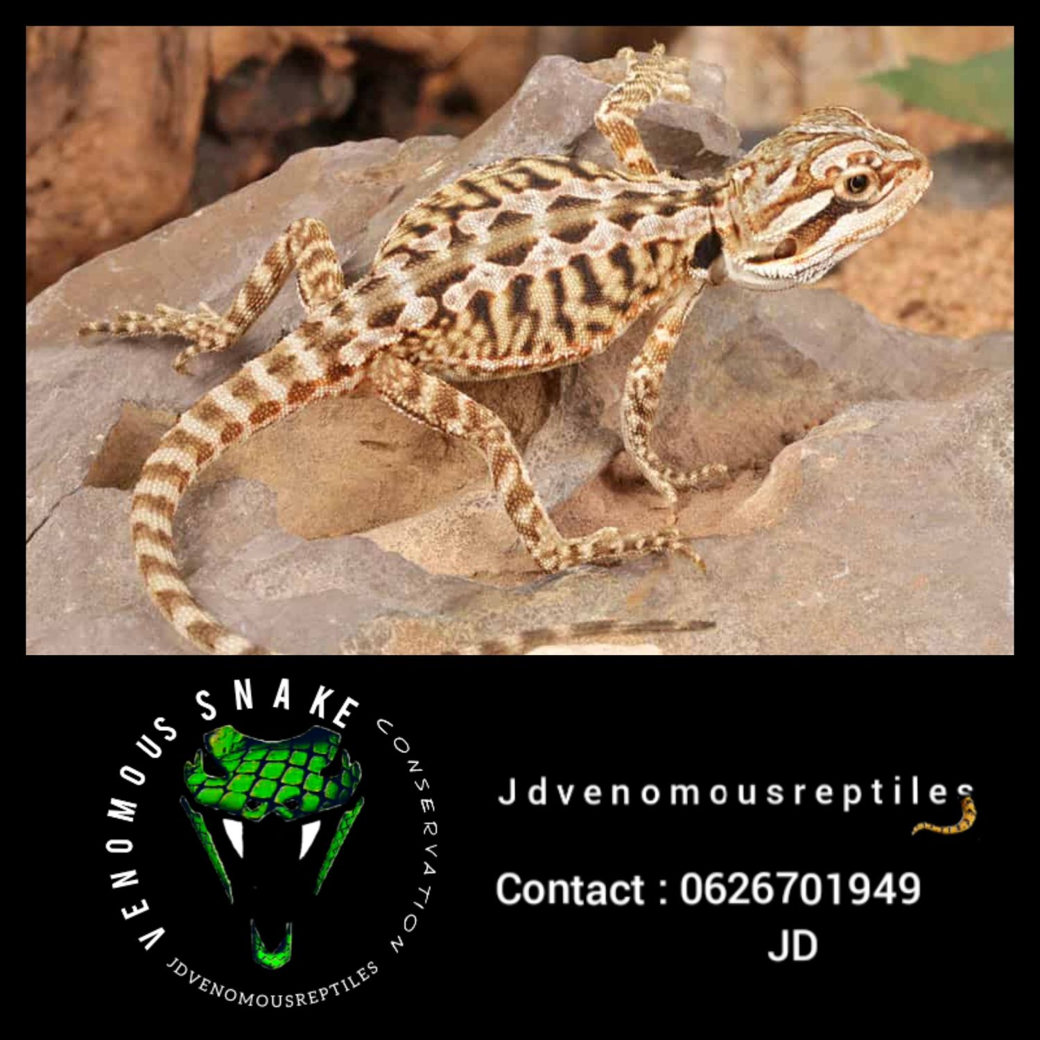 Leatherback Bearded Dragon