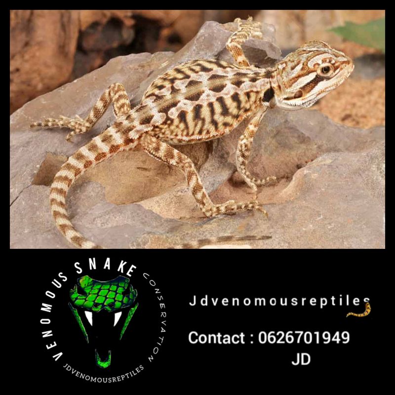 Leatherback Bearded Dragon