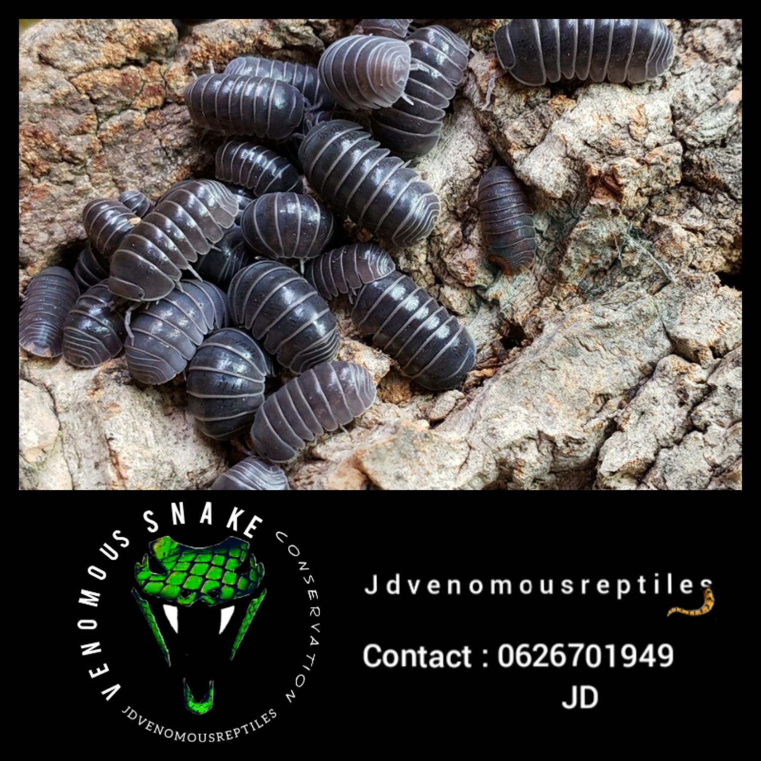 Armadillo Officinalis