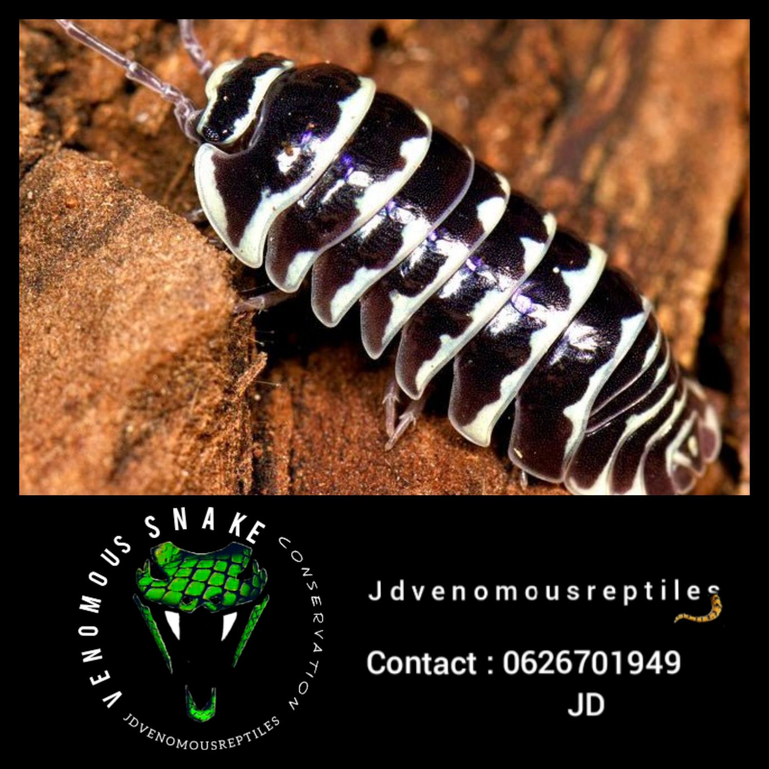 Armadilidium Maculatum