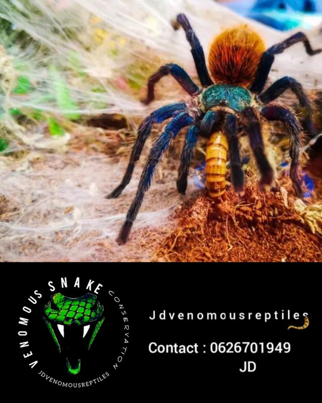 Chromatopelma Cyaneopubenscens