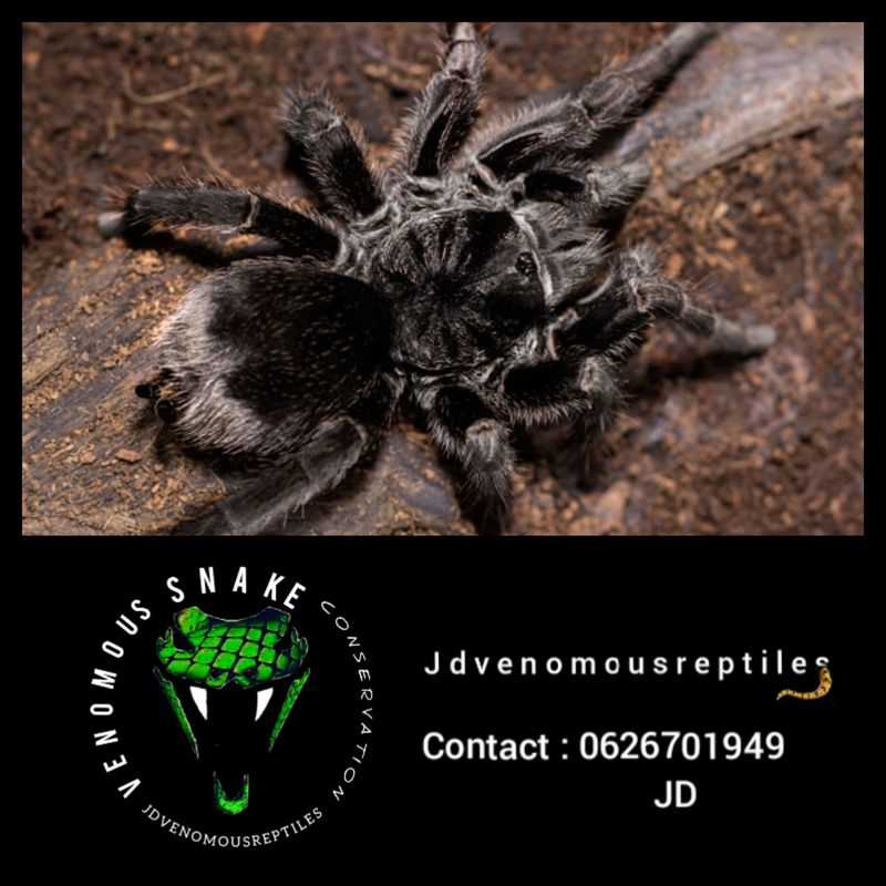 Grammostola Pulchra