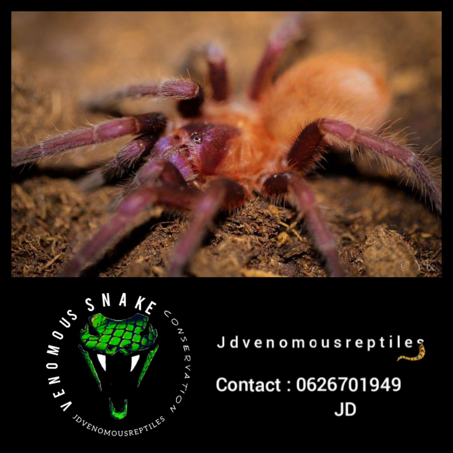 Citharcanthus Cyaneus