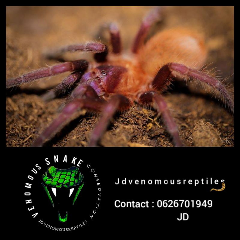 Citharcanthus Cyaneus