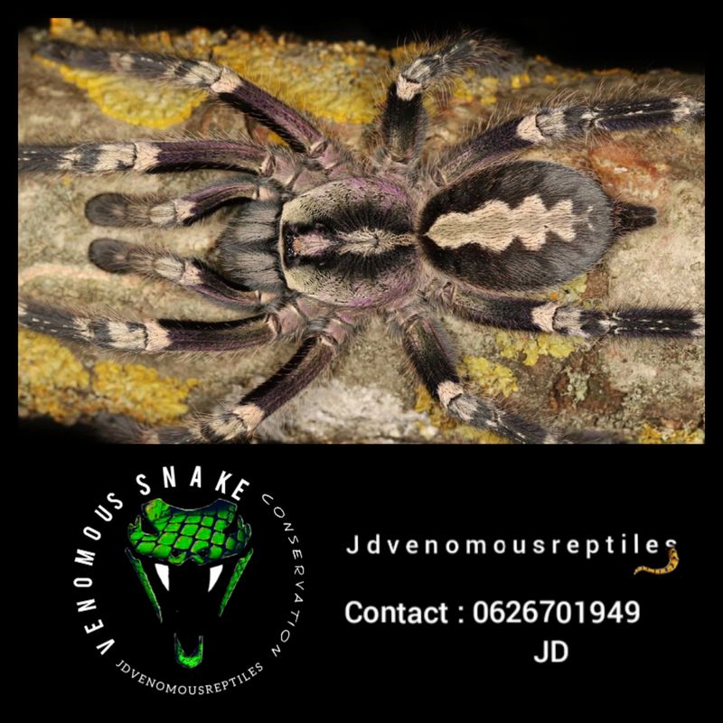 Poecilotheria Smithi