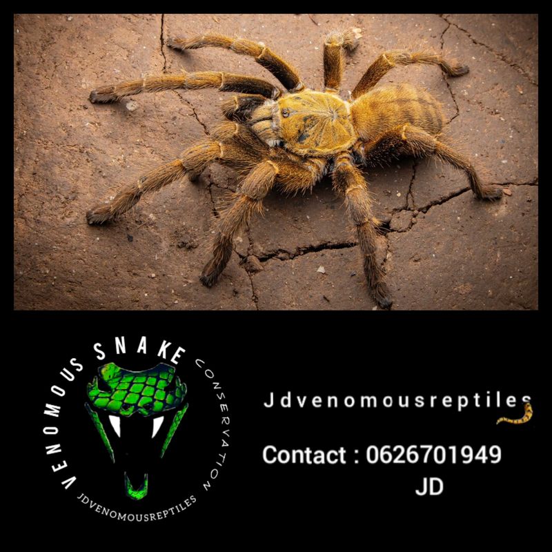 Cyriopagopus Schmidti "Ke Bang"