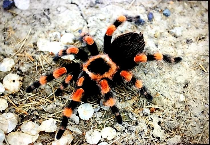 Brachypelma Hamorri