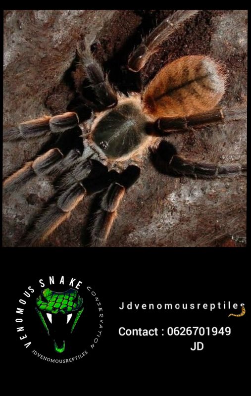 Ornitoctonus Aureotibialis