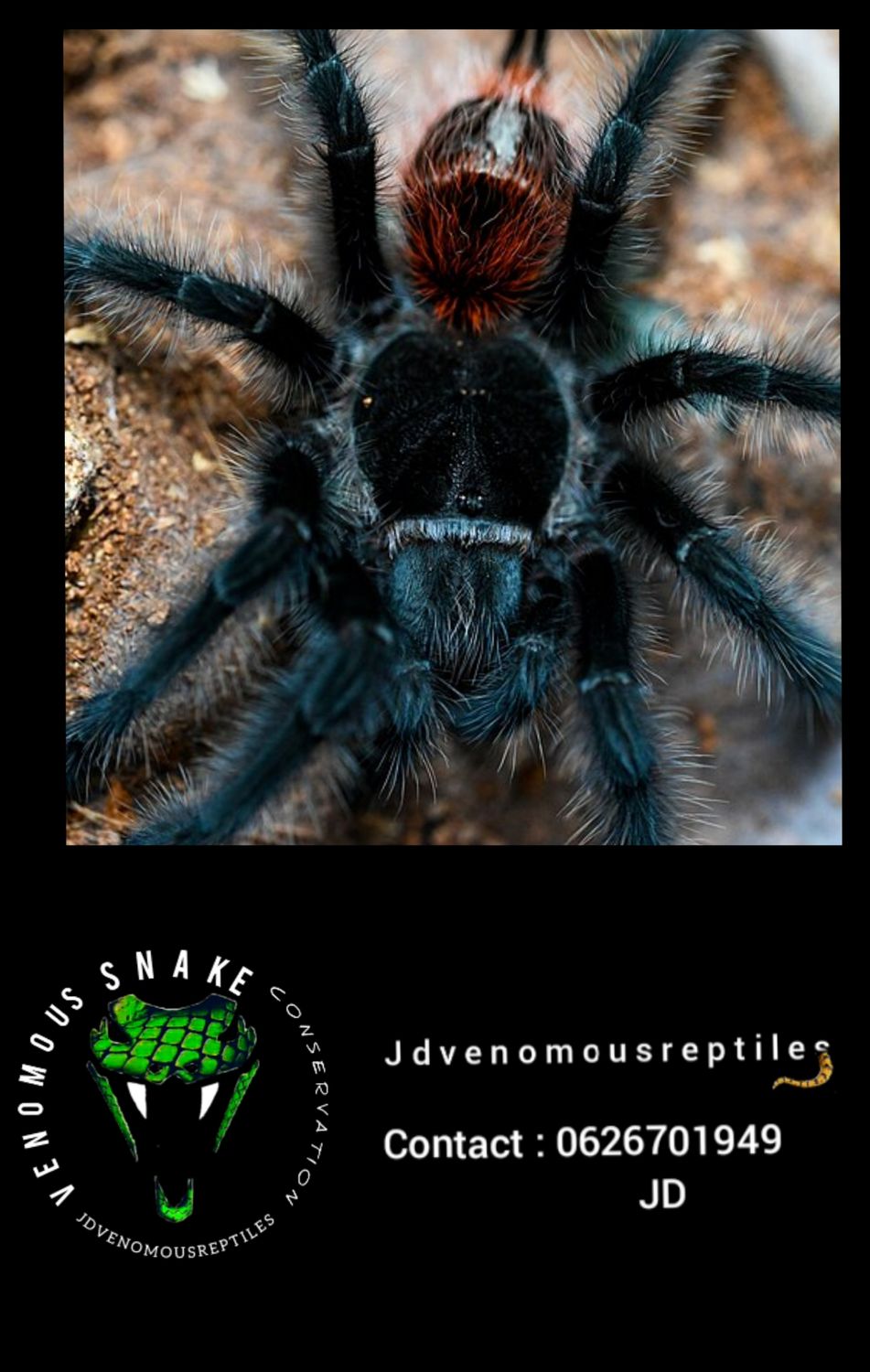 Grammostola Iheringi