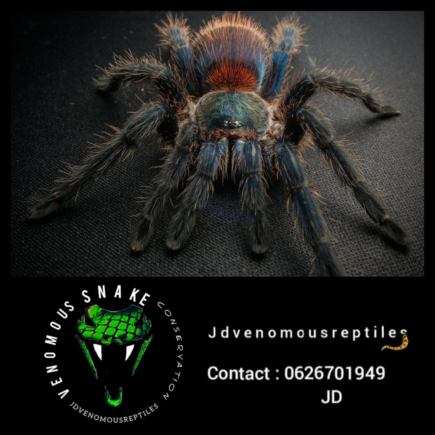 Dolichothele Diamantinesis