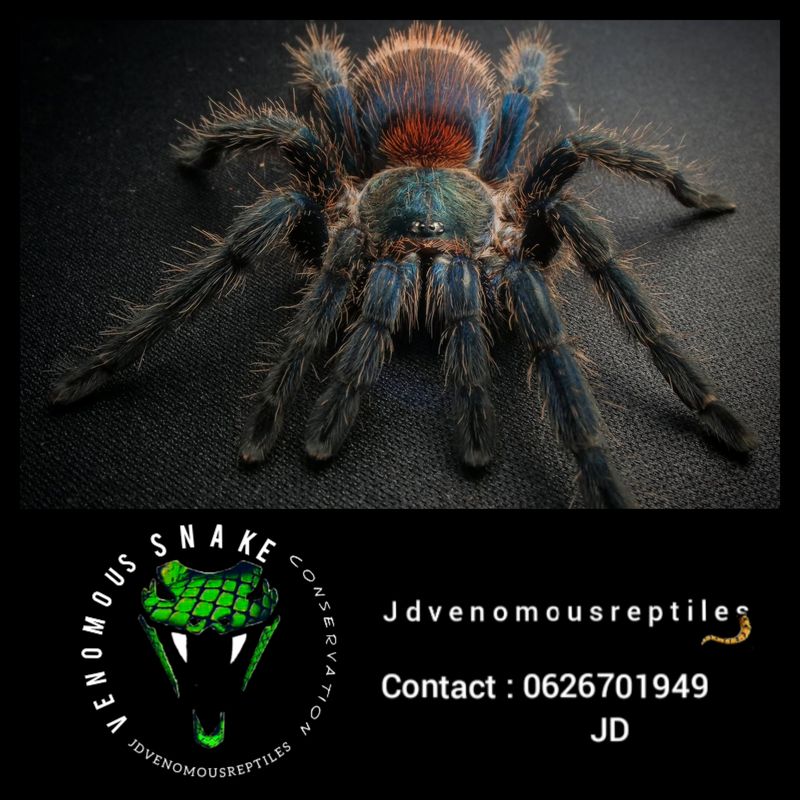 Dolichothele Diamantinesis