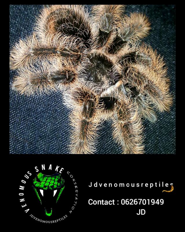 Tliltocatl Albopilosum