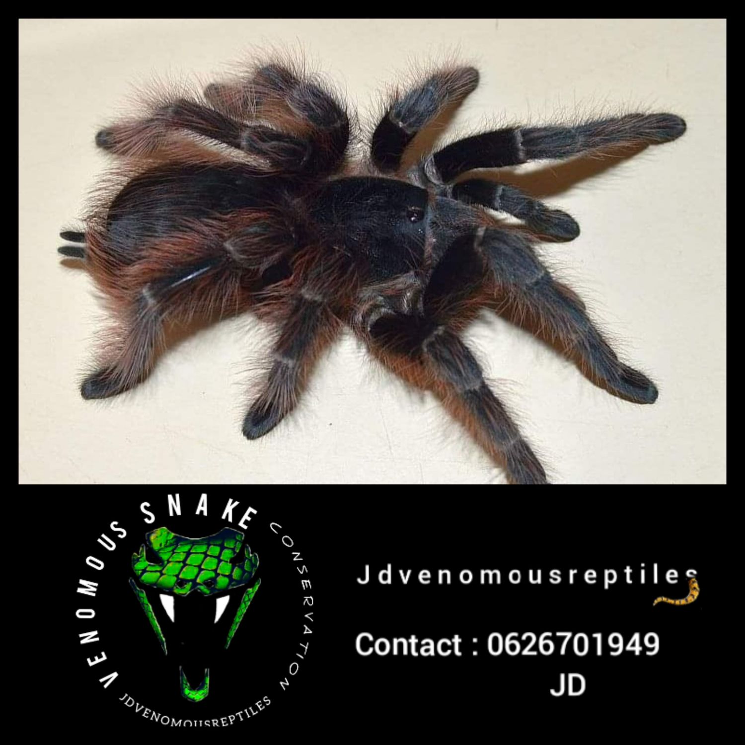 Nhandu Carapoensis