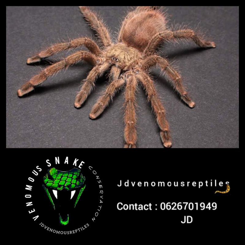 Caribena Laeta