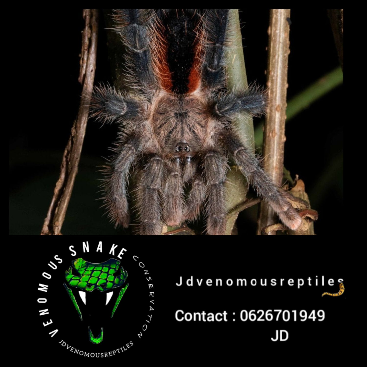 Avicularia Lynnae