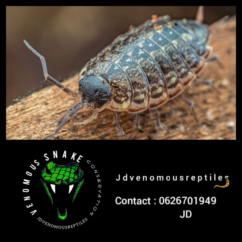 Philoscia Muscorum