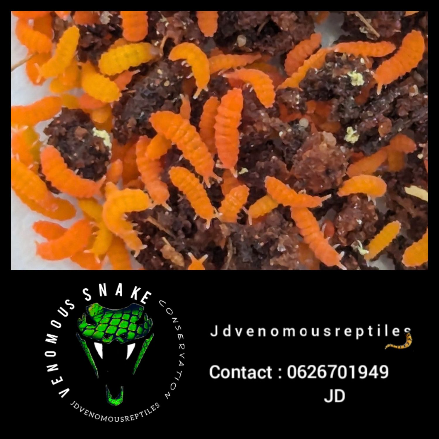 Yuukianura aphoruroides "Thai Orange"