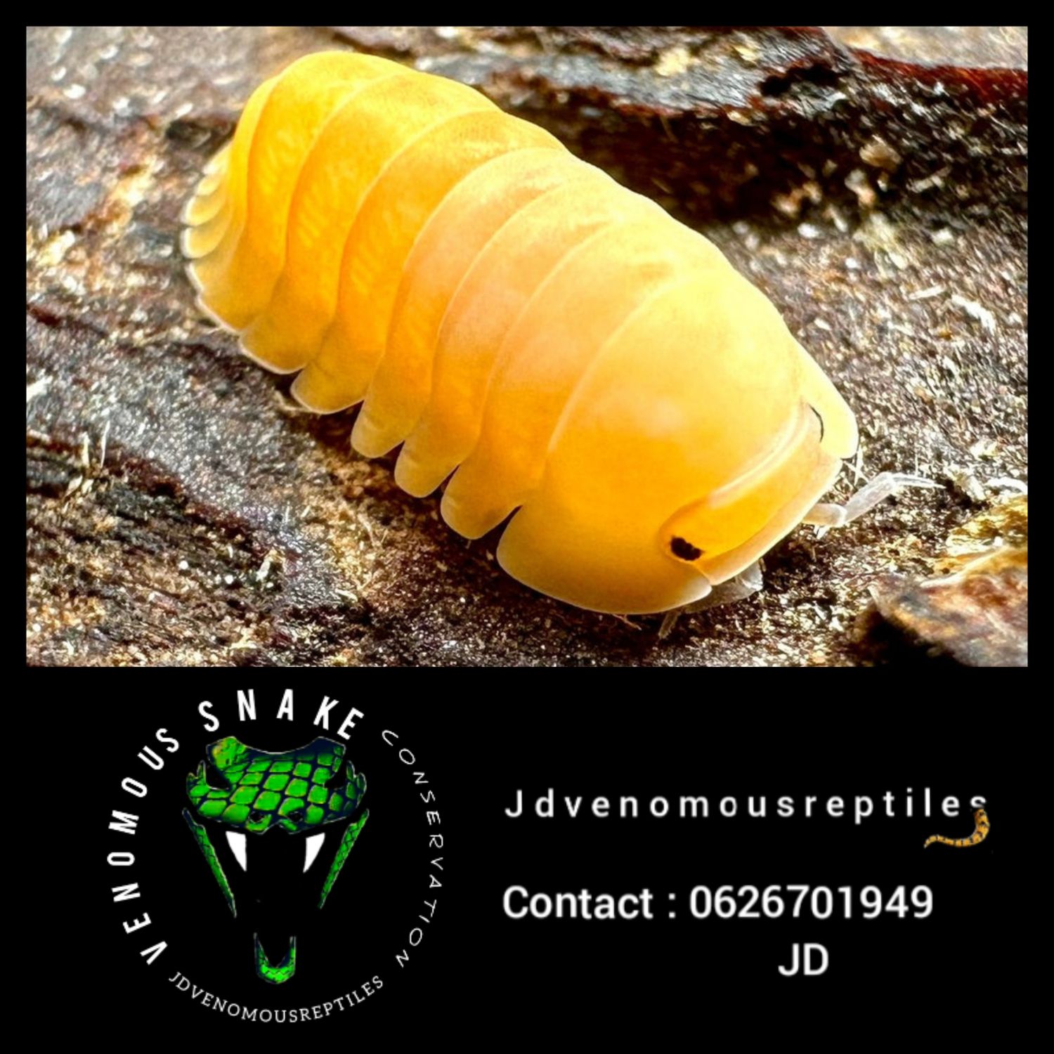 Cubaris "Blonde Ducky"